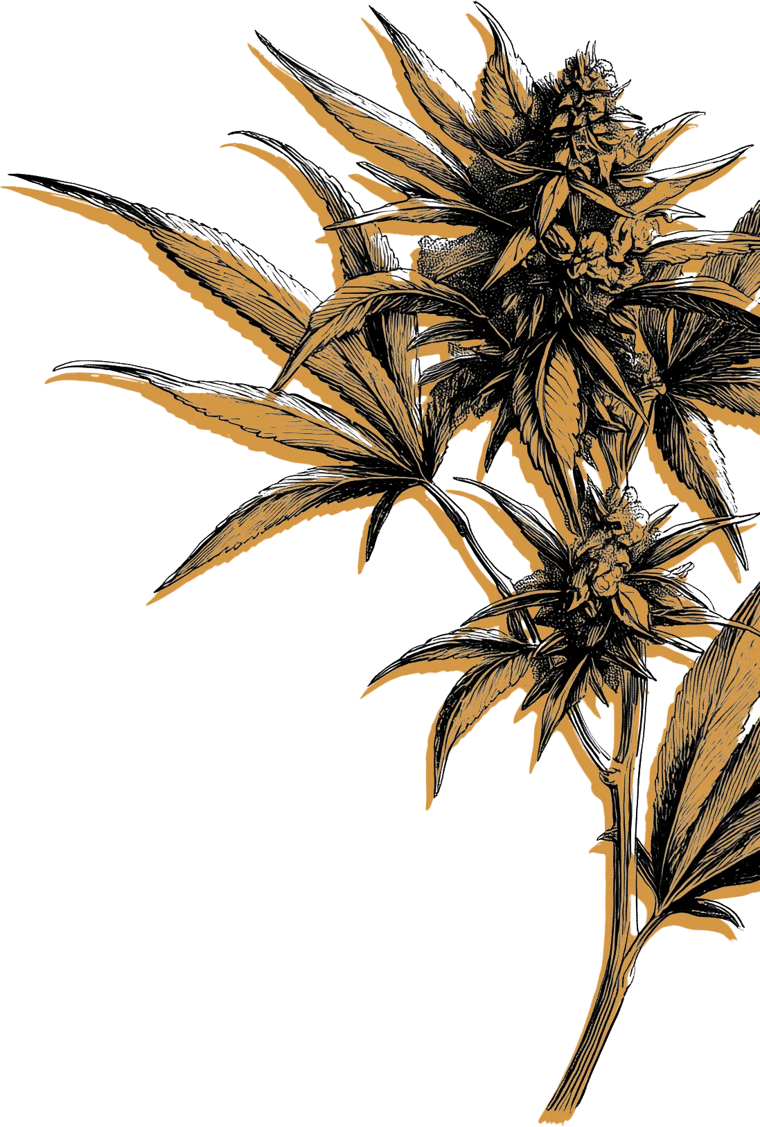 Budding Marijuana Plant Top