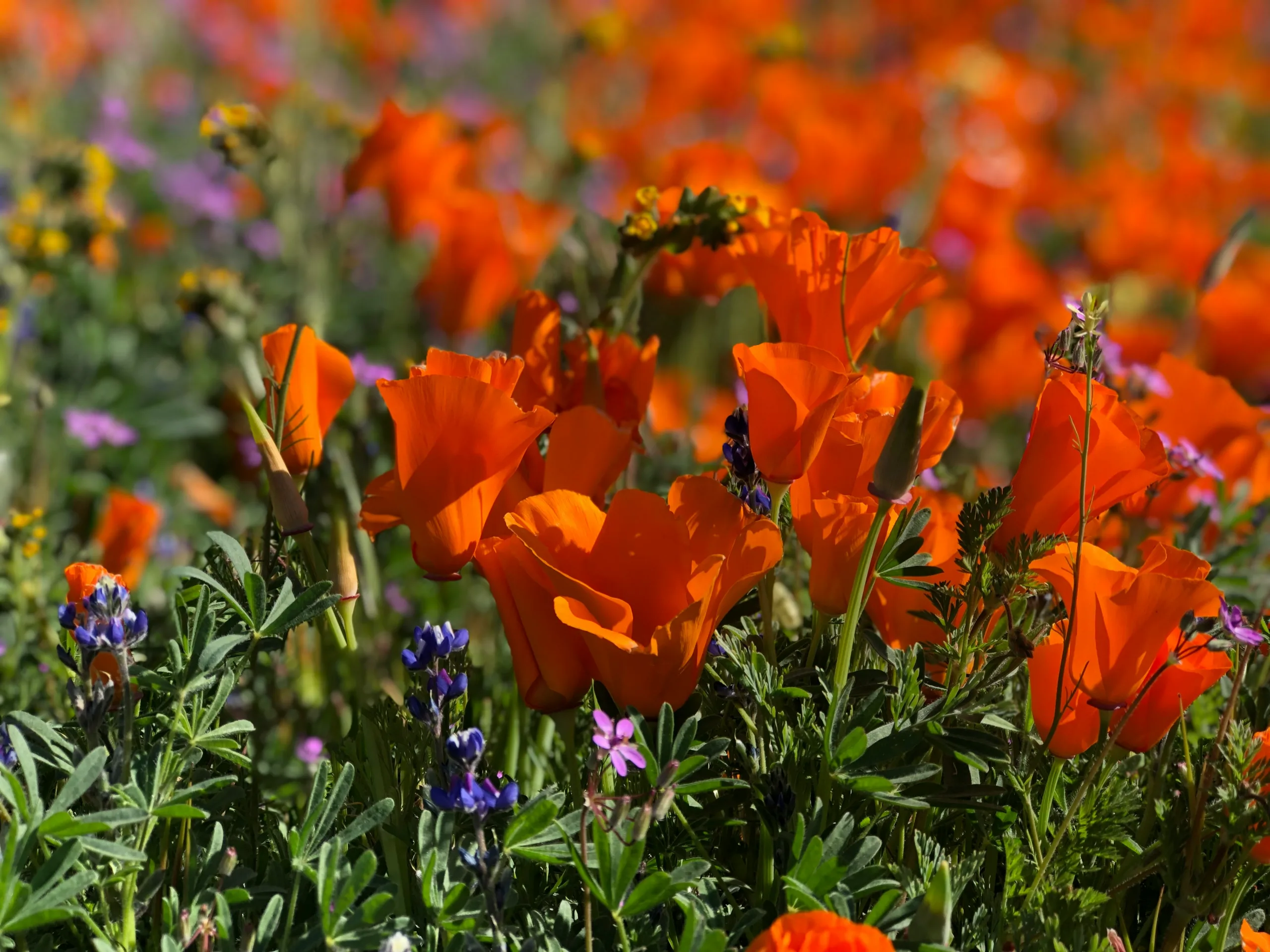 Red Flowers in the Antelope Valley