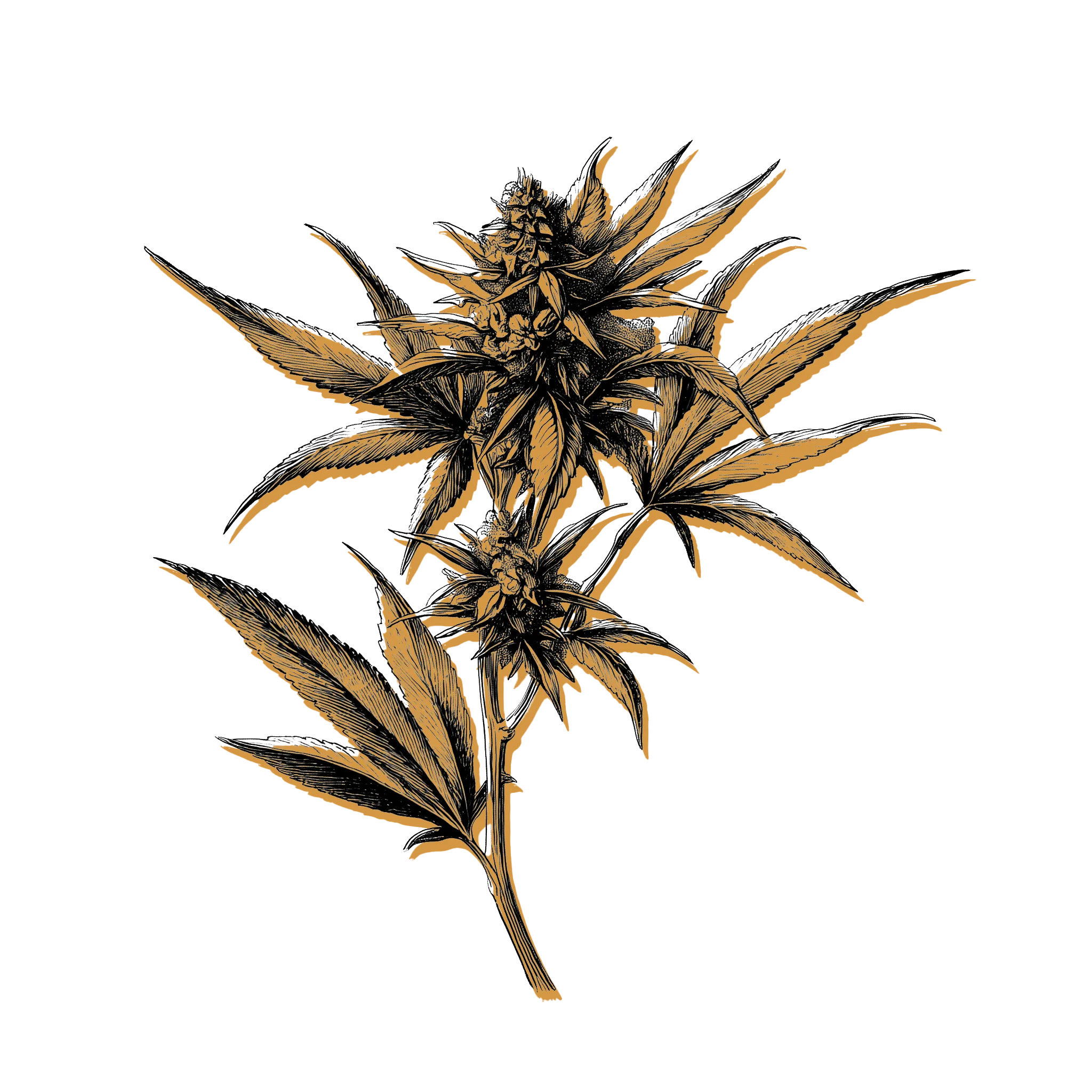 Top of a Budding Marijuana Plant