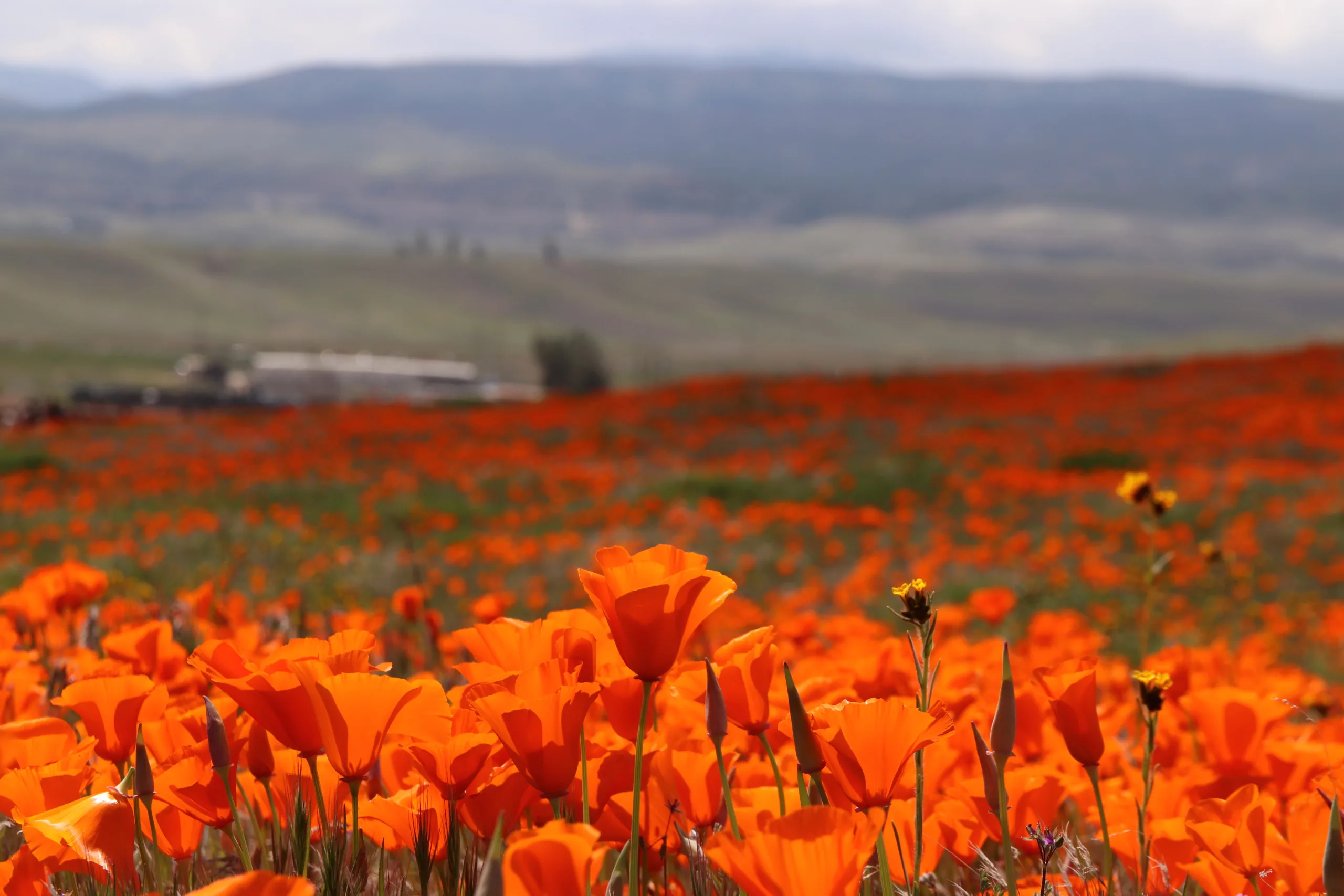A stunning close-up of vibrant orange California poppies blooming across the Antelope Valley landscape—capturing the natural beauty surrounding those searching for an Antelope Acres dispensary for a mindful escape or elevated experience.